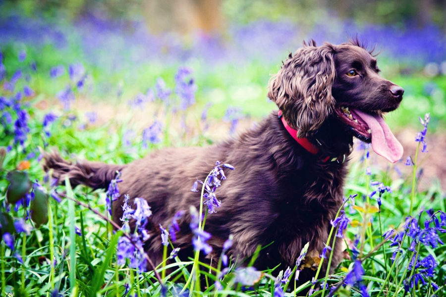 Pooch Portraits - Pet Photographer Kent - Emma Louise Photo